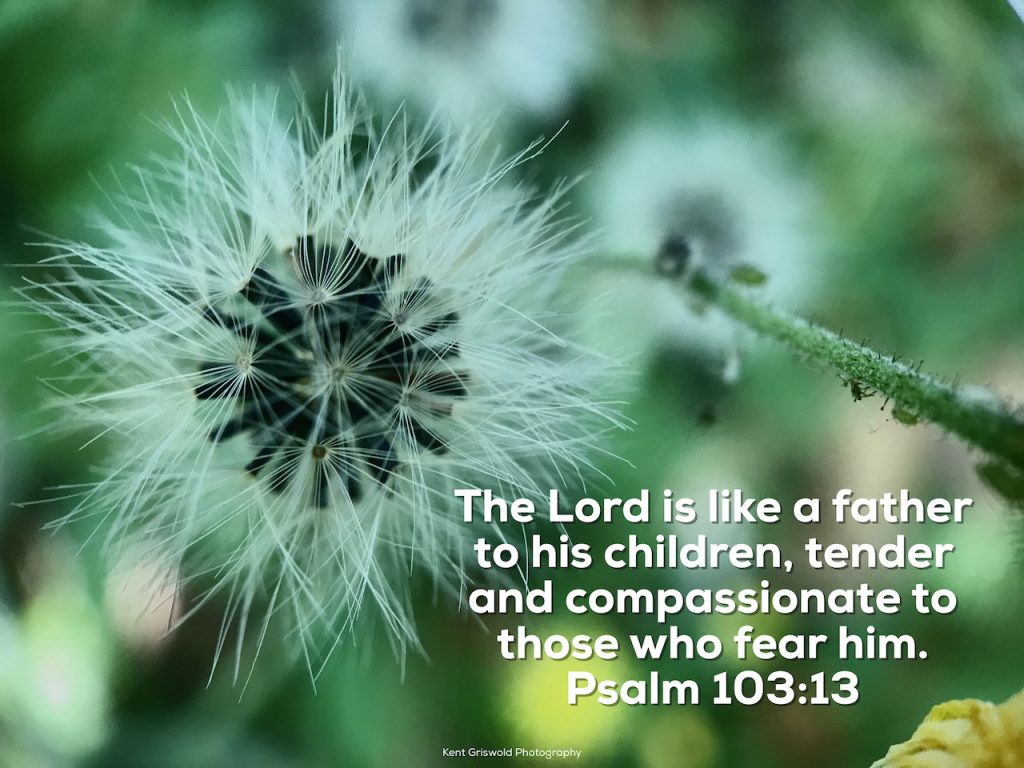 Tender - Psalm 103:13