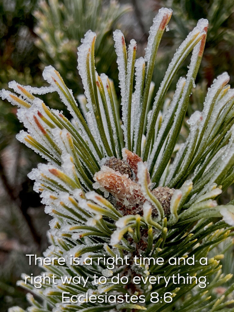 frozen pinecone